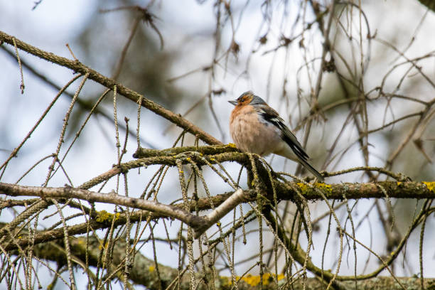 istock Common Chaffinch (Fringilla Coelebs) sitting on a branch 1251263427