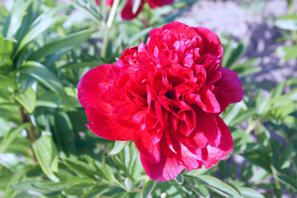 istock One crimson peony flower on a green background on a sunny day 1251263628