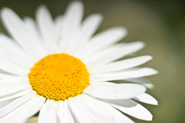 The Matricaria flower spring, Macro Photo