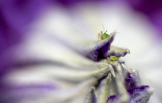 Centre of an Aquilegia flower in extreme close up with aphids.