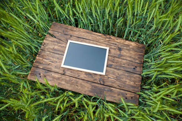 Old brown board erected in a field of rye in spring