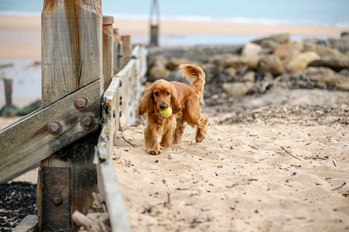 A wide shot of a cocker spaniel running on a beach with a tennis ball in his mouth.