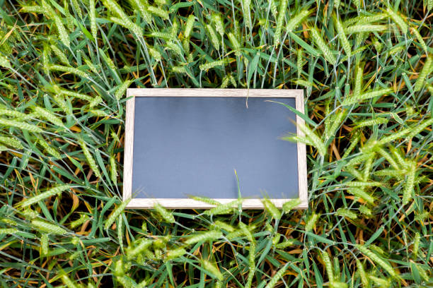 Old brown board erected in a field of rye in spring