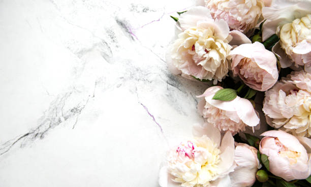 istock Peony flowers on a marble background 1251266872