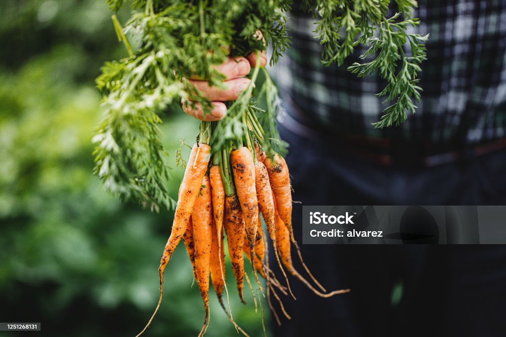 Senior man with bunch of freshly harvested carrots Close-up of hand of a senior man holding freshly harvested carrots. Elderly person's hands holding bunch of carrots in the farm. Vegetable Stock Photo