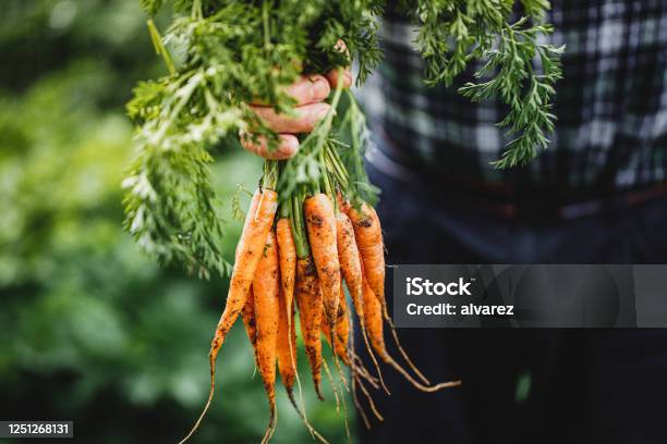 Senior Man With Bunch Of Freshly Harvested Carrots Stock Photo - Download Image Now - Vegetable, Carrot, Fruit
