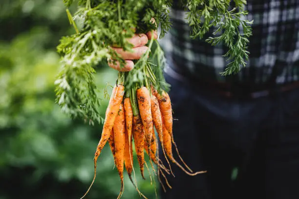 Close-up of hand of a senior man holding freshly harvested carrots. Elderly person's hands holding bunch of carrots in the farm.