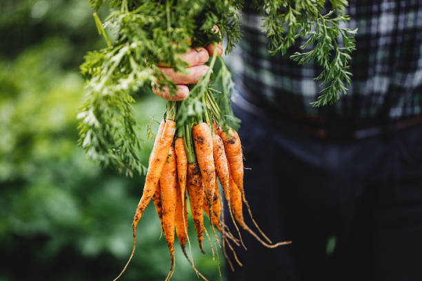 starszy mężczyzna z pęczkiem świeżo zebranych marchwi - cultivated growth agriculture vegetable zdjęcia i obrazy z banku zdjęć