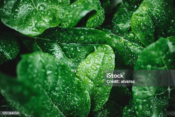 Green Leaves With Dew Drops Stock Photo - Download Image Now - Leaf, Vegetable, Green Color