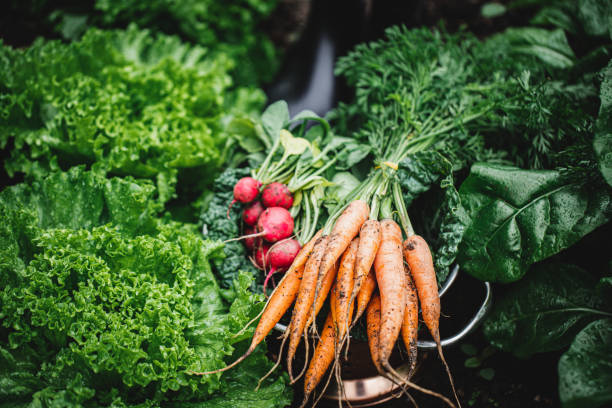 productos de cosecha propia recién cosechados - carrot vegetable food freshness fotografías e imágenes de stock