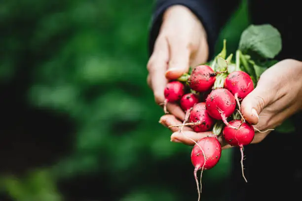 Close-up of woman hands holding radishes. Female harvesting fresh radish in farm.