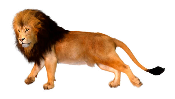 istock 3D illustration male lion on white 1251269716