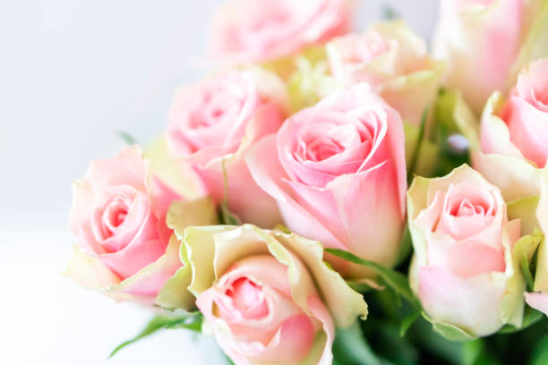 Bouquet of pink roses