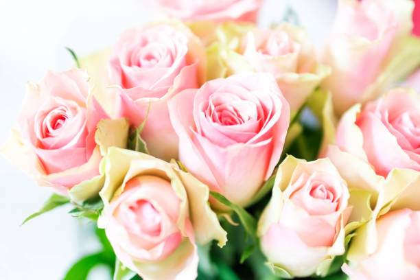 istock Bouquet of pink roses 1251269919