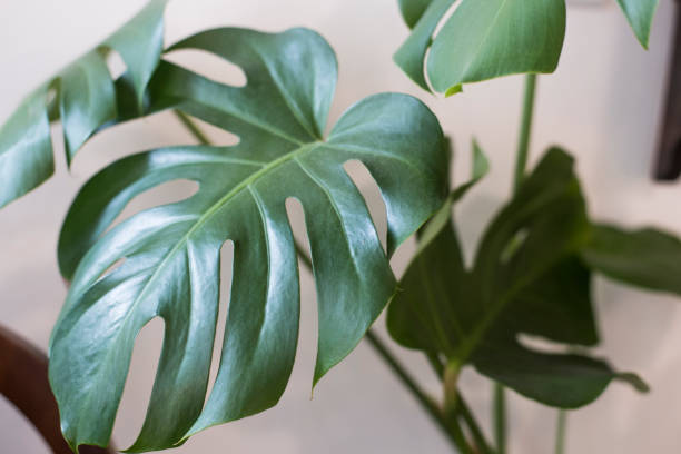 istock monstera dark green leaf , philodendron pot plant. 1251271210