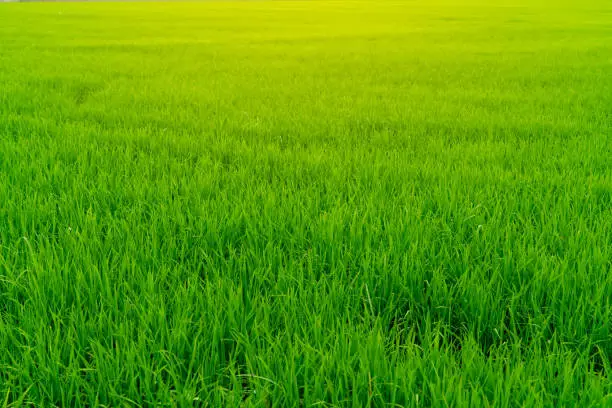 Rice plantation. Green rice paddy field. Organic rice farm in asia. Rice growing agriculture. Green paddy field. Paddy-sown ricefield cultivation. Asian food. Green grass leaves with raindrops.