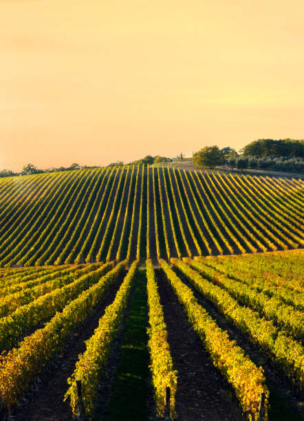 istock Vineyards in autumn, Chianti region. 1251271436