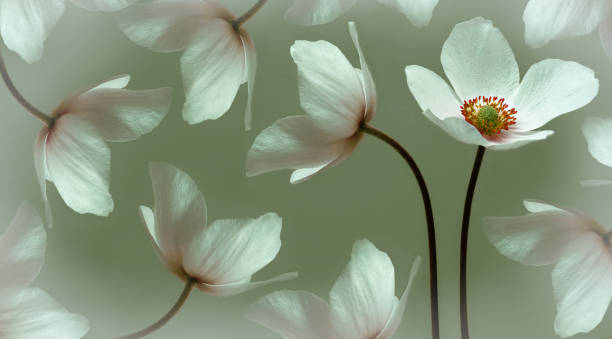 白い美しいプリムローズ。緑の茎の花。スタジオショット。自然。 - cosmos flower cut flowers daisy family blue ストックフォトと画像