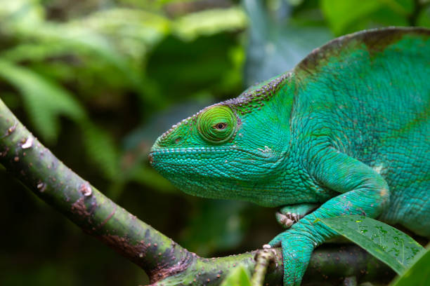 istock A green chameleon on a branch in close-up 1251272258