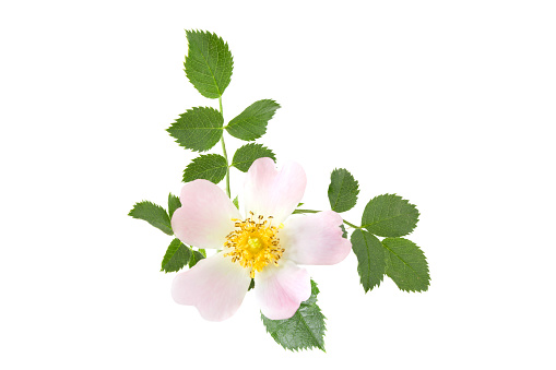 Rose hips (Rosa canina) flower and green leaves isolated on a white background.