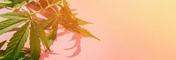 istock Hemp leaves on pink background in natural sunlight. 1251274324