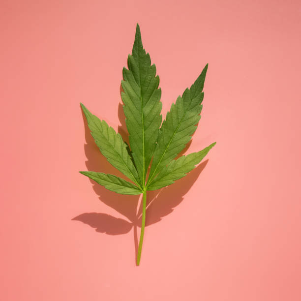 istock Hemp leaves on pink background in natural sunlight. 1251274325