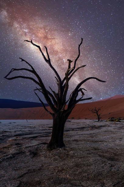 istock Dead acacia in Dead Vlei, Sossusvlei Namibia Africa 1251275372
