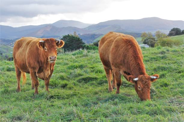 istock Brown cows grazing mountain landscape 1251276587