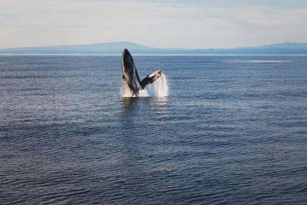 istock Whale jumping from the water during whale wathing 1251276681