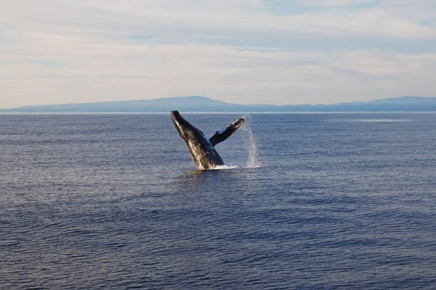 istock Whale jumping from the water during whale wathing 1251276687