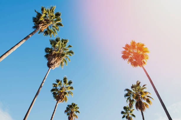 istock Low angle view of the palms against sky 1251276697