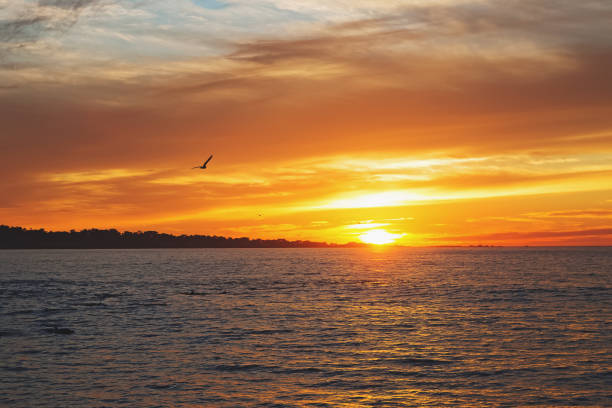 istock Beautiful golden sunset with flying seagull 1251276698