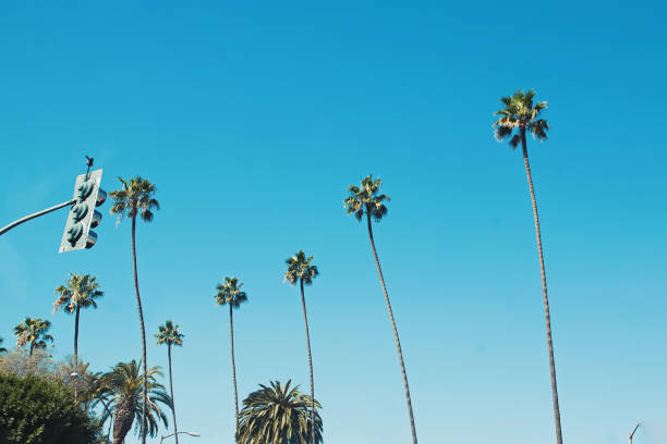istock Tall trees near the highway road 1251276719
