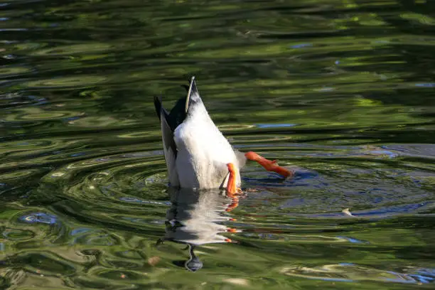 Photo of Mallard dives with its head under water for food