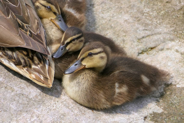 istock Duck kids resting on the bank 1251276865