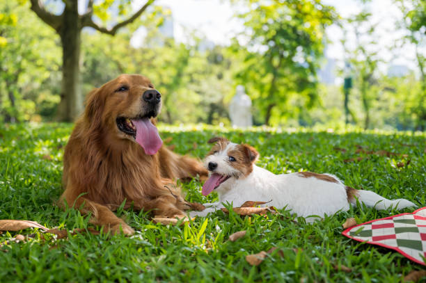 istock Golden Retriever and Jack Russell Terrier lying on the grass 1251277065