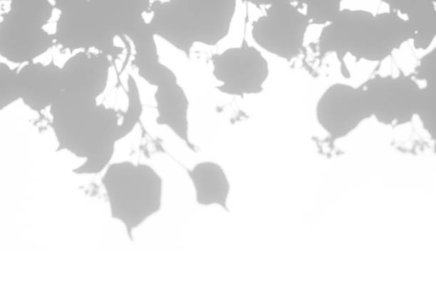 istock shadows of the tree branches on a white wall 1251277497