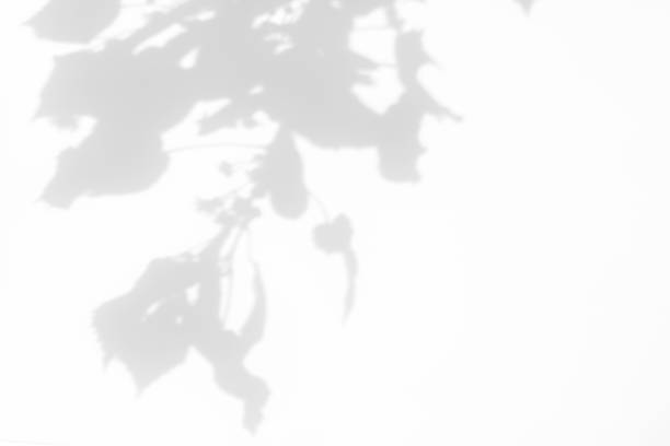istock shadows of the tree branches on a white wall 1251278101