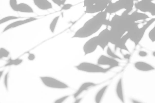 istock shadows of the tree branches on a white wall 1251278657