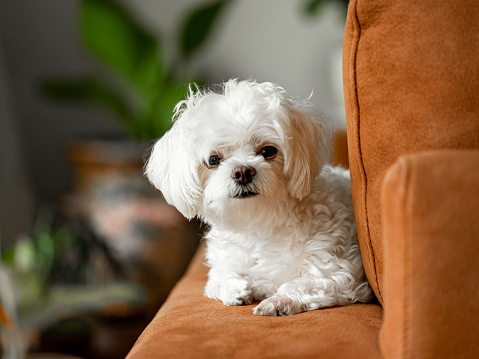 Lindo perrito maltés acostado en un reposabrazos de un sofá, mirando a la cámara, en una sala de estar. Profundidad de campo muy poco profunda. Concéntrate en los ojos. photo
