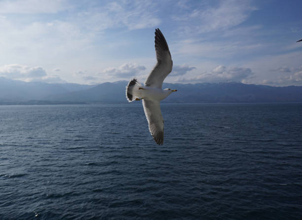 istock Sea Gull in flight, extreme close up with blue sky and ocean backdrop 1251280095