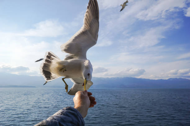 istock Sea Gull in flight, extreme close up with blue sky and ocean backdrop 1251280111
