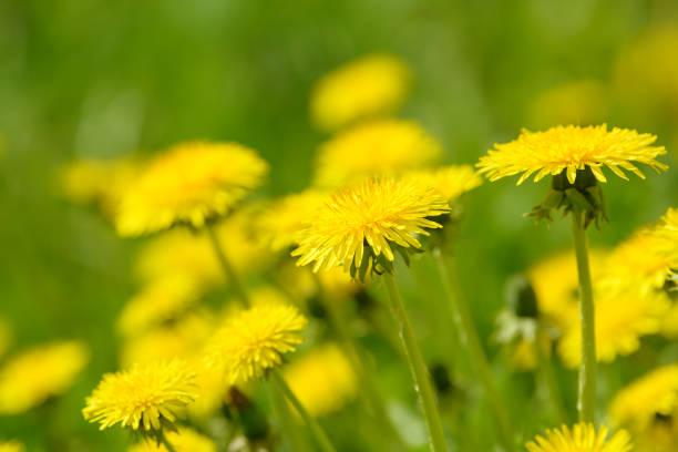 istock Yellow dandelion flowers (Taraxacum officinale). Dandelions field background on spring sunny day. Blooming dandelion. Medicinal wild herb. Medicine drug natural ingredient. 1251284708