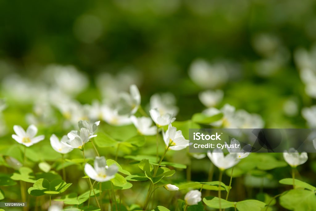 Oxalis Articulata O Acetosella Hierba De Alazán De Madera En Flor Salvaje Medicinal Hierba Con Flores Blancas Rosas O Amarillas Que Crecen En El Bosque O El Claro Planta Saludable Utilizada Como Oxalis Articulata O Acetosella Hierba De Alazán De Madera En Flor Salvaje Medicinal Hierba Con Flores Blancas Rosas O Amarillas Que Crecen En El Bosque O El Claro Planta Saludable Utilizada Como