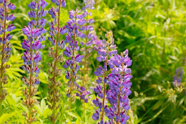 istock Wild flowers in nature - lupins 1251287510