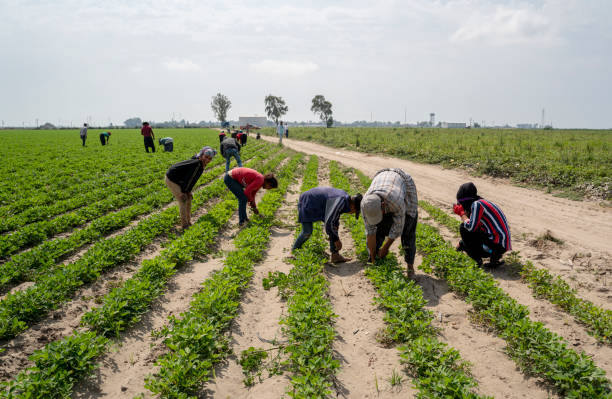 travailleurs travaillant dans la ferme près d’adana, turquie - exploitation photos et images de collection