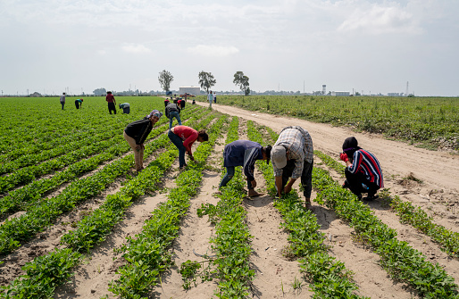 Adana, Turkey - June 8, 2020: Seasonal workers and child workers working in the farm near Adana, Turkey