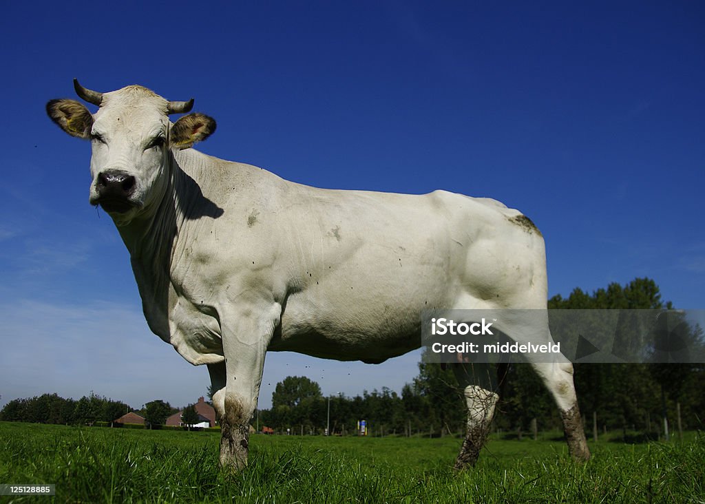 Vaca - Royalty-free Animal Foto de stock