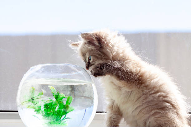 istock curious red kitten with goldfish in a fishbowl 1251289119