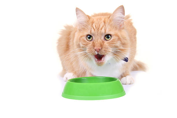 marrone gattino mangiando foraggiare isolato su sfondo bianco - 4814 foto e immagini stock